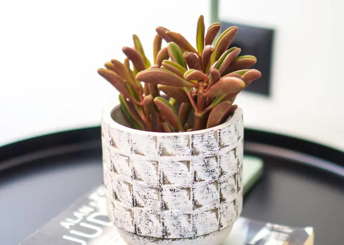 Anemoami Apartamento